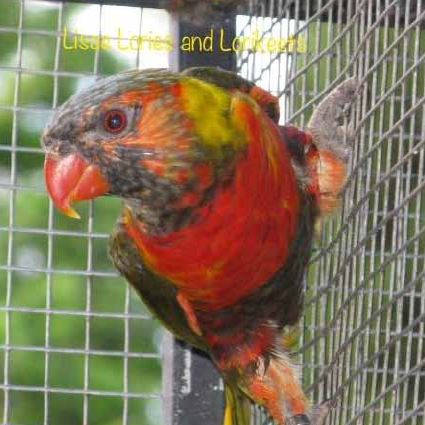 Lorikeet genetics