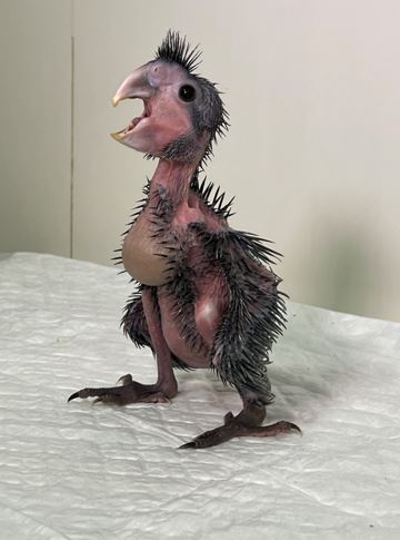 Parrot care breeding season