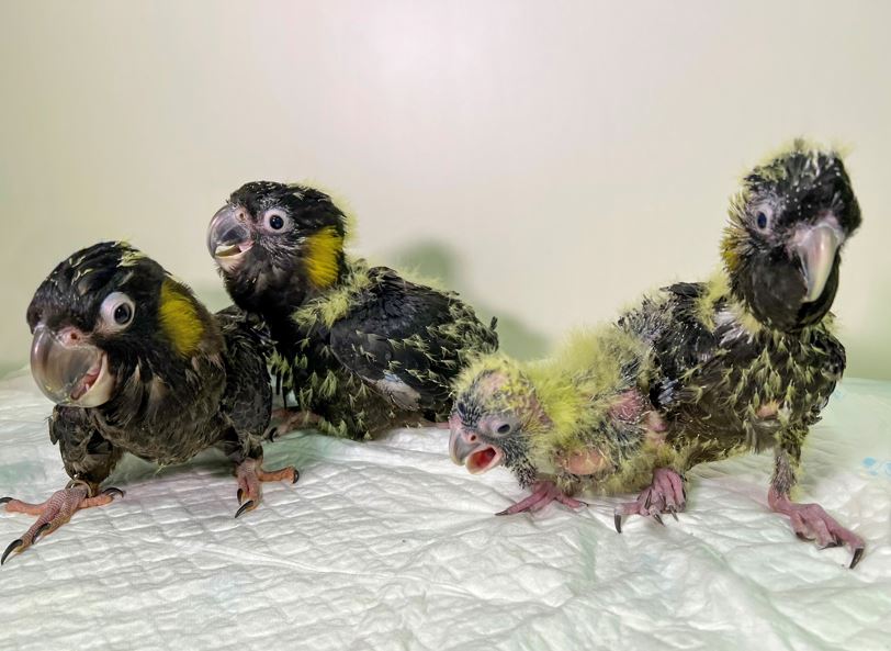 Parrot care breeding season