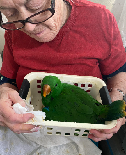 Parrot interview with Laurella Desborough