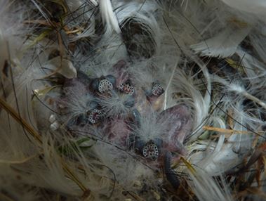 breeding Strawberry finches
