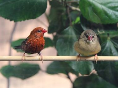 breeding Strawberry finches
