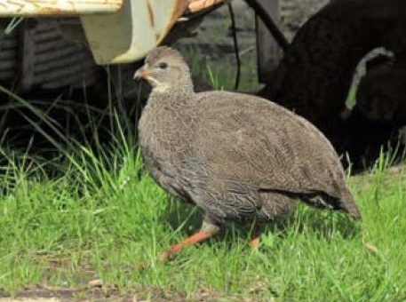 Is Cape Spurfowl endemic to South Africa
