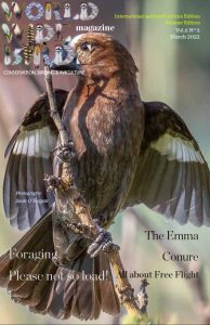 Pdf bird magazine Vol6No3