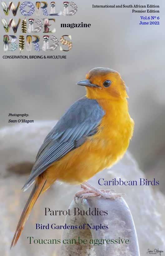 Pdf bird magazine Vol6 No6