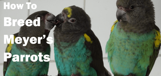 How to Breed Meyer’s Parrots Expert Tips from Rinus van den Broek thumbnail