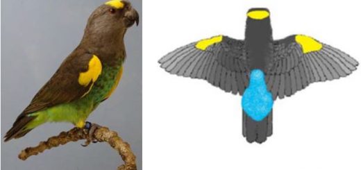 Meyer’s parrot