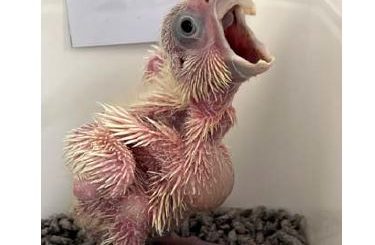 Parrot chick development
