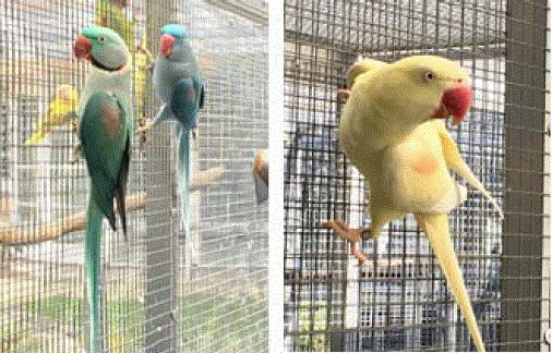 Aqua Alexandrine parakeet