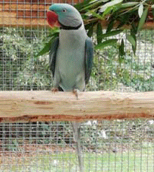 Blue Alexandrine parakeet