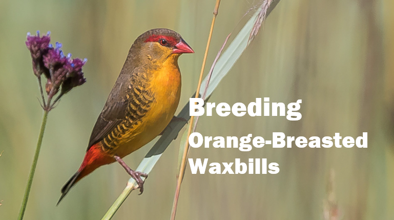 Breeding Orange-Breasted Waxbills 