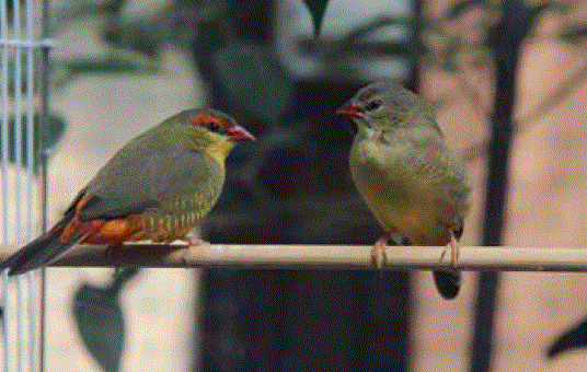 Breeding Orange-breasted waxbills