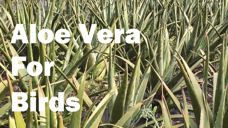 Can Birds Eat Aloe Vera - Parrots, Budgies, Cockatiels & Finches 