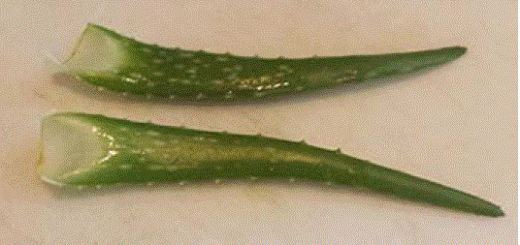 Can birds eat Aloe Vera