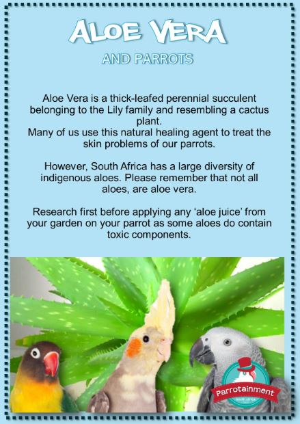 Can birds eat Aloe Vera Case study