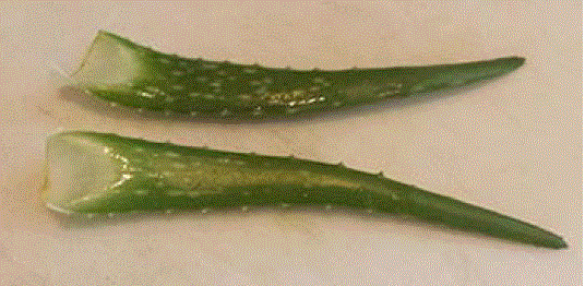 Can birds eat Aloe Vera