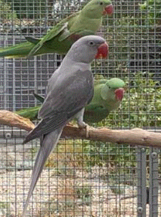 Dominant grey Alexandrine parakeet