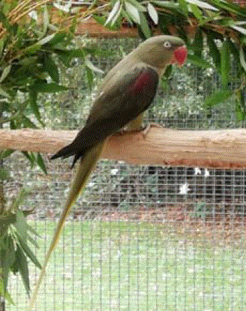 Dominant grey green Alexandrine parakeet