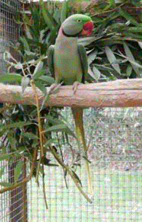 Green Alexandrine parakeet