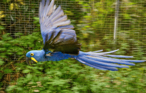 Read more about the article How to improve feather quality in parrots