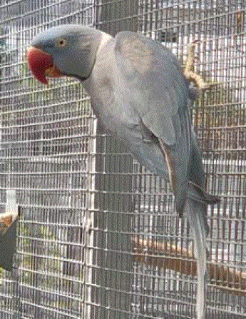 Recessive grey Alexandrine parakeet
