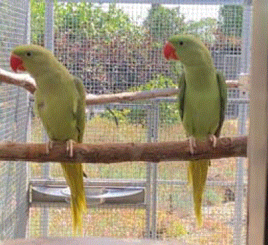 Recessive grey green Alexandrine parakeet
