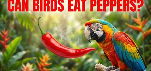 Can Birds Eat Cayenne Pepper (and Other Peppers) Safe, Beneficial or Dangerous thumbnail