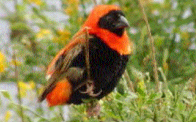 How to keep and breed weavers