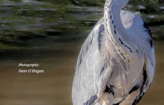 Pdf bird magazine Vol6 No11