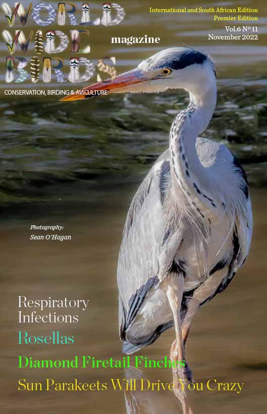 Pdf bird magazine Vol6 No11