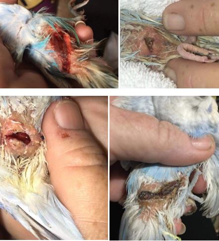 Coconut oil for birds: