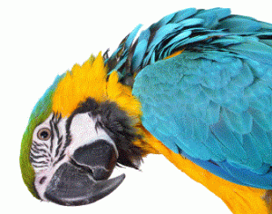 Read more about the article MDS avian testing