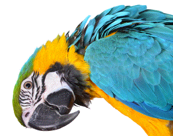 MDS avian testing