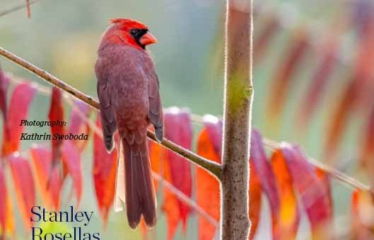 Pdf bird magazine Vol7 No1