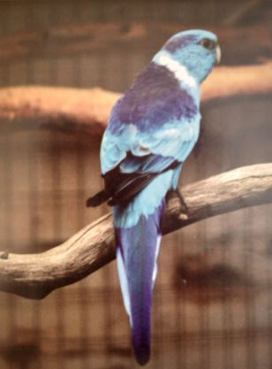 Barnards blue mutation