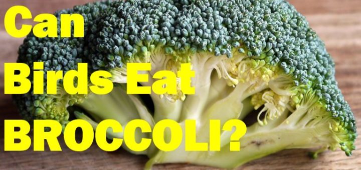 CAN BIRDS EAT BROCCOLI thumbnail