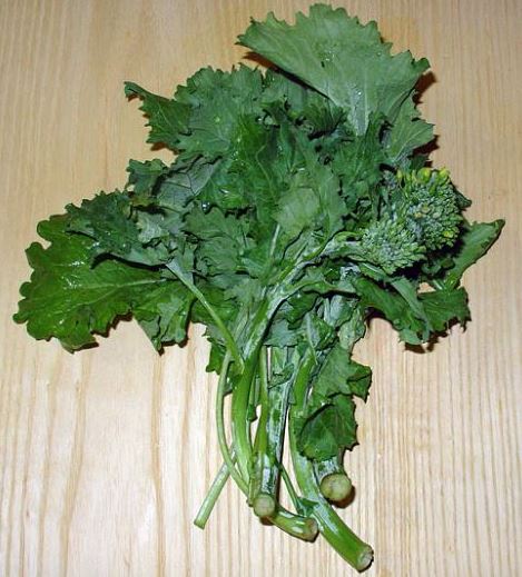 Can birds eat broccoli rabe rapini