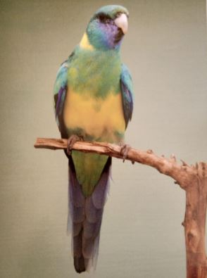 Cloncurry Parakeet