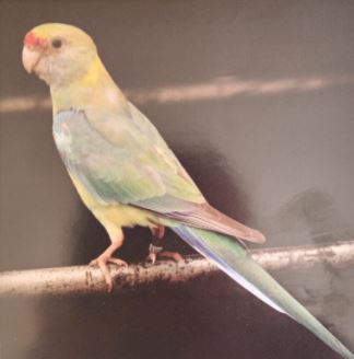 Fallow Barnards Parkeet