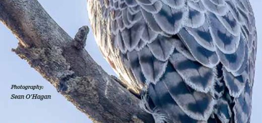 Pdf bird magazine Vol7 No8