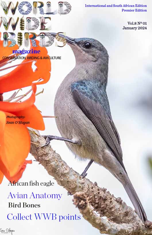 Pdf bird magazine Vol8 No1