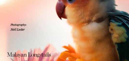 Pdf bird magazine Vol8 No2