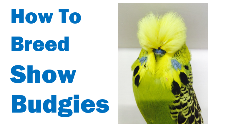 How to breed show budgies