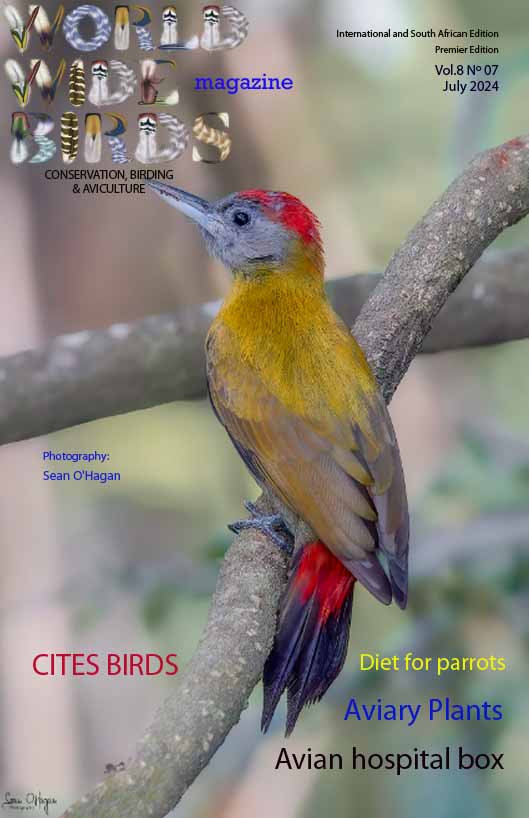 Bird magazine Vol8 No7