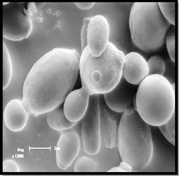 Micro organisms yeast