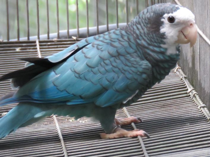 Blue Cuban Amazon