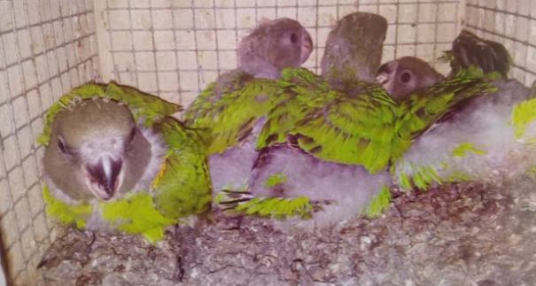 Brown-headed Parrots chicks