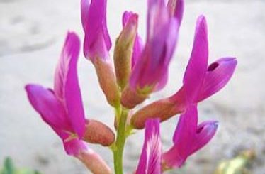 Can birds eat Astragalus