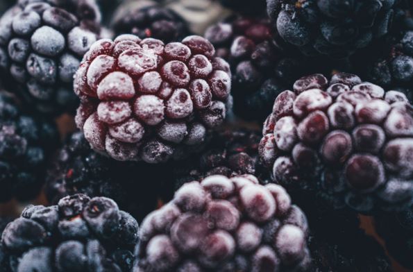 Can birds eat Blackberries