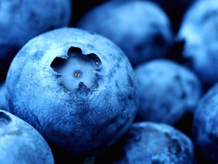  Can birds eat Blueberries